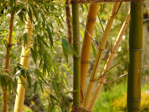bamboo-5065_300