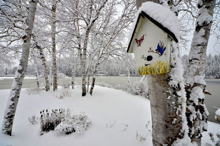 Garten Gestaltungsideen - Birken