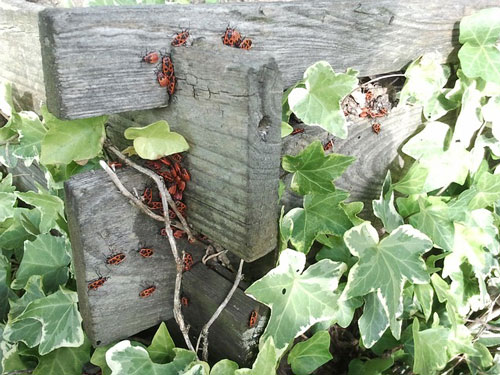 ivy-218068_500