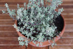 thyme-1-150