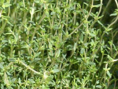 thyme-2-450